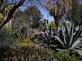 Ruth Bancroft Garden 009